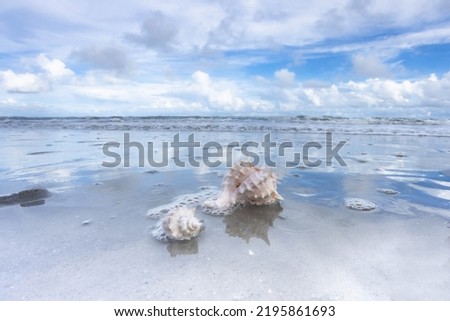 Seashells swim in the water of the Atlantic Ocean on a sandy beach on Hilton Head Island in South Carolina