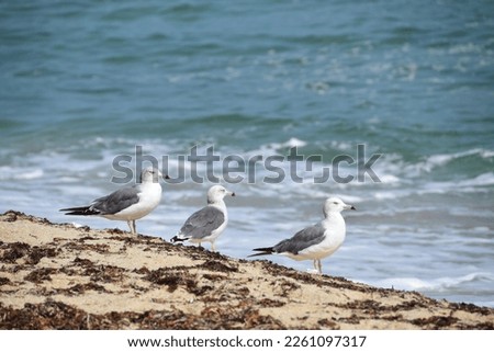 seashore sea birds seagull beach