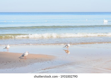 Seashore with soft waves. Seagulls on deserted beach. Selective focus. - Shutterstock ID 1931002790