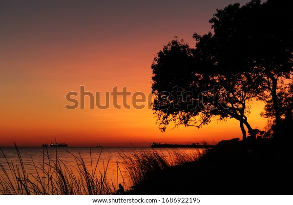 seashore at sunset with black silhouettes of\
plants in the\
foreground