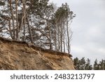 Seaside Balitc shoreside virw with trees near cliff. Erosion process. Photo taken in Latvia, Jurkalne.