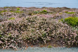 Seaside Buckwheat, Or Coast Buckwheat On The Beach In Bloom, California Central Coast. Eriogonum Latifolium, Native To The Coastline Of The Western United States From Washington To Central California