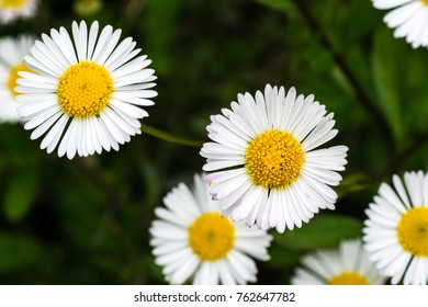 Seaside Daisy Flower Closeup Stock Photo 762647782 | Shutterstock