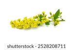 Seaside goldenrod: a species of Goldenrods, its botanical name is Solidago sempervirens (isolated on white background).