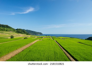 Seaside Rice Field In Kyoto Province, Japan, On The North Side. 
Nii Rice Terrace On The Coast Of Kyoto, Japan.
