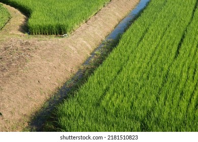 Seaside Rice Field In Kyoto Province, Japan, On The North Side. 
Nii Rice Terrace On The Coast Of Kyoto, Japan.
