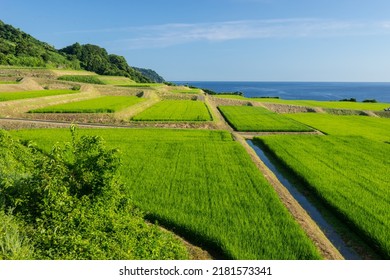 Seaside Rice Field In Kyoto Province, Japan, On The North Side. 
Nii Rice Terrace On The Coast Of Kyoto, Japan.
