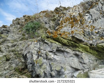 Seaside Rock Covered With Lichen