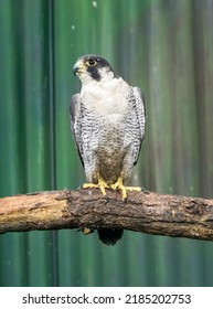 Seaside Safari Park. Peregrine Falcon. Vladivostok City. Russia July 2022