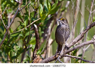 Seaside Sparrow, Ammodramus Maritimus