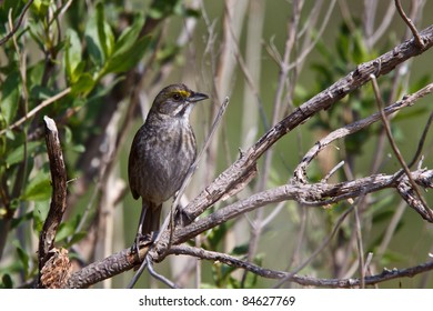 Seaside Sparrow, Ammodramus Maritimus