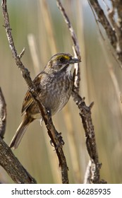 Seaside Sparrow, Ammodramus Maritimus