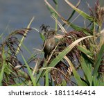 Seaside Sparrow (Ammospiza maritima) perched on reeds at the water’s edge. Edwin B. Forsythe National Wildlife Refuge Oceanville, New Jersey 9/4/2020