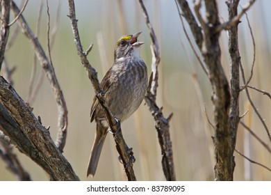 Seaside Sparrow Singing