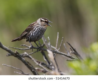 Seaside Sparrow(ammodramus Maritimus)