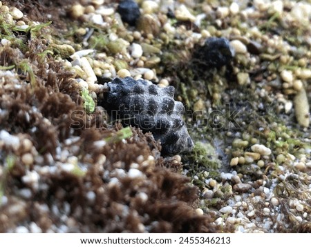 Seasnail keep hiding inside the shell.