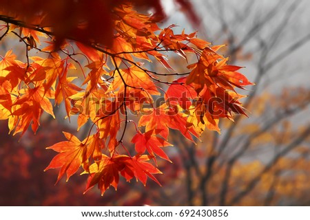 Season of beautiful autumn leaves
