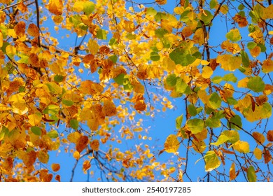 Season change concept, Selective focus of colourful leaves the tree under blue clear sky, Yellow, orange and green leaf on branches twig tree with sunlight, Beautiful autumn, Nature pattern background - Powered by Shutterstock