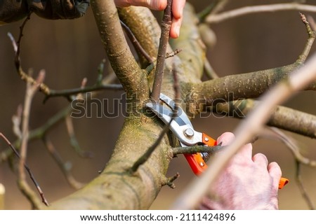 Season pruning of trees.  The farmer looks after the orchard .