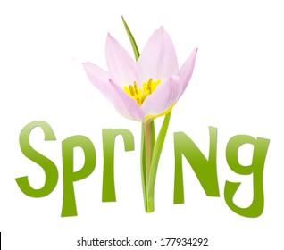 Season - Spring Text With Pink Tulip Flower