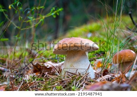 Season two porcini white mushrooms in forest. Autumn season pick up mushrooms. Healthy vegetarian food growing in nature. Wood organic plants