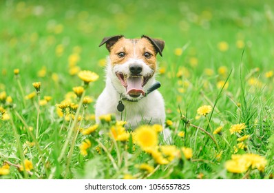 Seasonal allergy concept with dog sitting among blossoming flowers - Shutterstock ID 1056557825