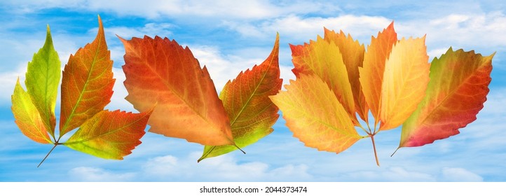 Seasonal Autumn Leaves And Blue Sky