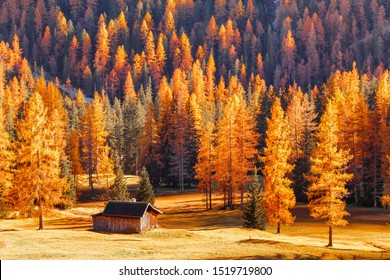 Seasonal autumnal scenery in highlands. Alpine landscape - wooden cabin circled by colorful yellow and red fall trees in Dolomite mountains, Southern Tyrol area. Popular travel destination in autumn.