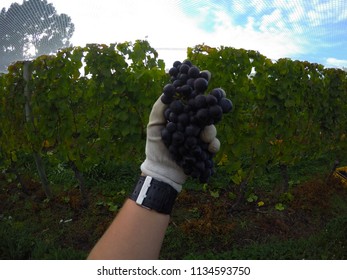 Seasonal Autumn/fall Harvest Concept. Woman Worker Hand Holding A Bunch Of Fresh Picked Grape At Vineyard While Harvest. Cromwell, New Zealand, South Island