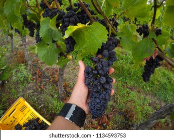 Seasonal Autumn/fall Harvest Concept. Woman Worker Hand Holding A Bunch Of Fresh Picked Grape At Vineyard While Harvest. Cromwell, New Zealand, South Island