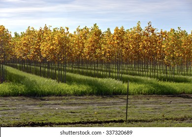 Seasonal changes of tree foliage on a farm rural Oregon.
