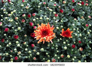 Seasonal Colorful Mums In Garden 