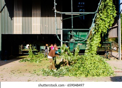 Seasonal Farm Workers In UK Sorting Tall Hop Plant Harvest Into Automatic Cleaning Machinery. Blurred People Long Exposure, Beer Ale Ingredient. Traditional And Modern.