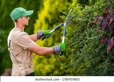 Seasonal Garden Plants Trimming by Professional Caucasian Gardener. Large Pro Scissors in Action. Landscaping and Gardening Industry Theme.