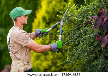 Seasonal Garden Plants Trimming by Professional Caucasian Gardener. Large Pro Scissors in Action. Landscaping and Gardening Industry Theme.