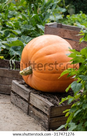 seasonal gardening - one big orange pumpkin set on wooden chips in old fruit crates in genuine decorative garden full of greens 