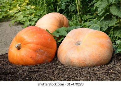 seasonal gardening - three giant orange pumpkins,symbols of Halloween and Thanksgiving,set on wooden chips in fall garden