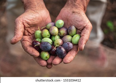 The Seasonal Harvest Of Olives In Puglia, South Of Italy