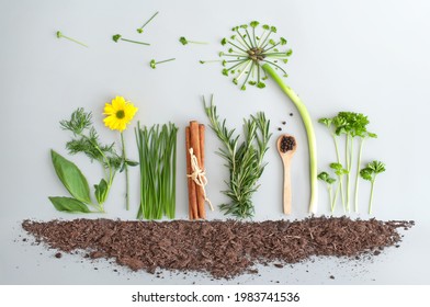Seasonal herb salad ingredients with dandelion flower made from chives, parsley and spring onions 