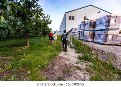 Seasonal Migrant Workers With Tripod Aluminum Ladders Walking To The Cherry Orchard. Group Of Farm-workers Carry Fruit Picking Ladders