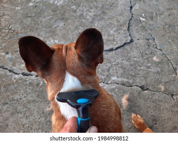 Dog Hair Remover High Res Stock Images Shutterstock