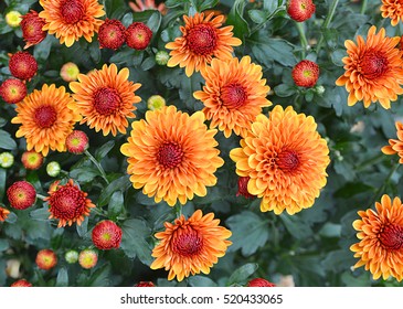 Seasonal Orange Mums In Garden 