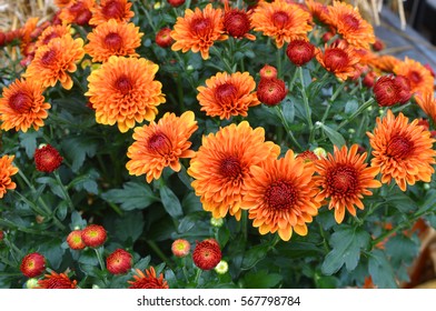 Seasonal Orange Mums In Garden 