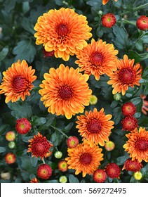 Seasonal Orange Mums In Garden 