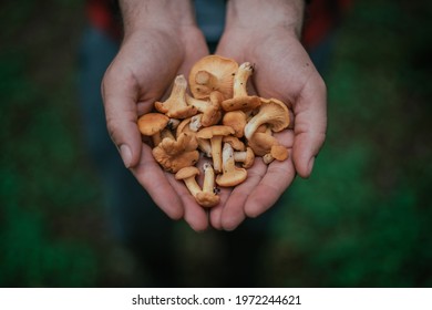 Seasonal picking of edible mushrooms in the forest. Male hands hold a handful of cut chanterelles. Mushroom picker collects mushrooms in a basket