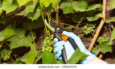 1,772 Trimmed vines Images, Stock Photos & Vectors | Shutterstock