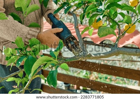 Seasonal pruning of trees. Gardener pruning lemon tree with reciprocating saw in the orchard. Taking care of garden. Cutting tree branch. Spring gardening.