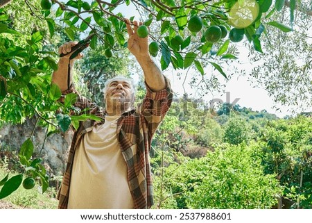 Seasonal pruning of trees. Gardener pruning lemon tree with pruning shears, cutting tree branch. Taking care of garden.