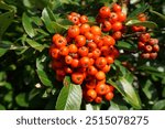 seasonal red berries and leaf foliage. autumn fruits on bush and trees. 