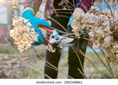 Seasonal Spring Work In The Garden Backyard, Pruning A Hydrangea Bush With Pruning Shears.